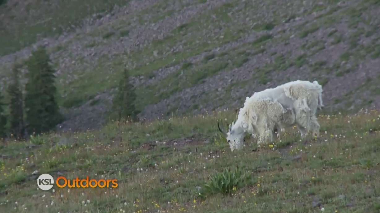 Utah Field Guide: Mountain Goat