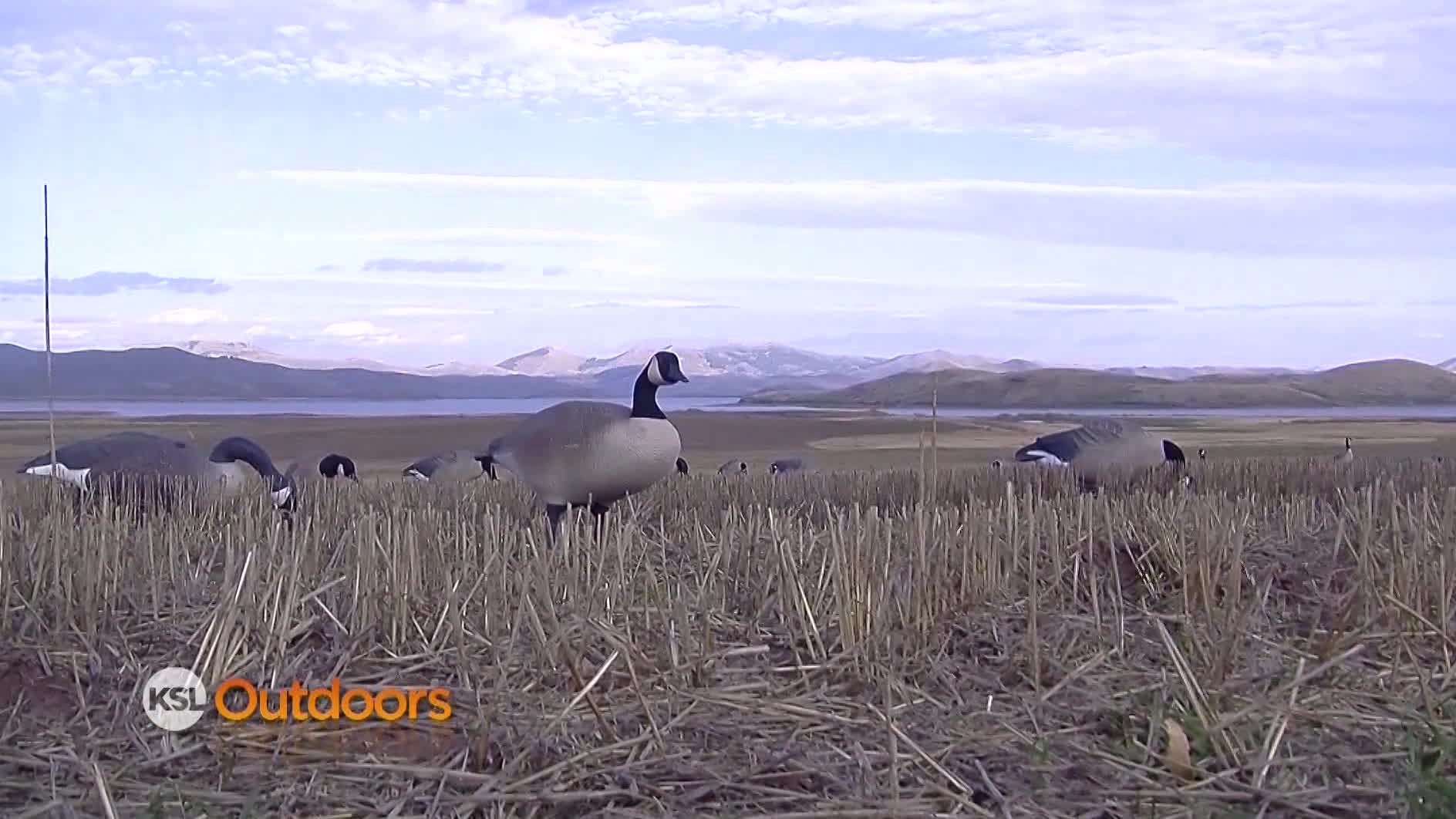 Utah Field Guide: Waterfowl