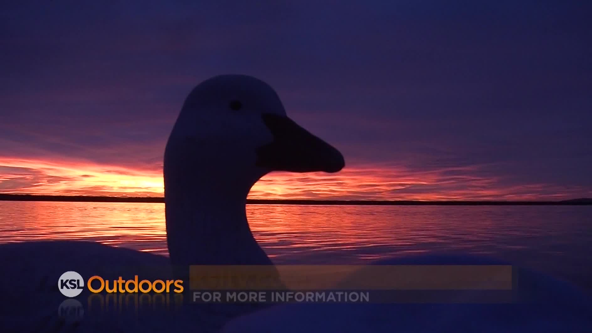 Utah Field Guide: Tundra Swan