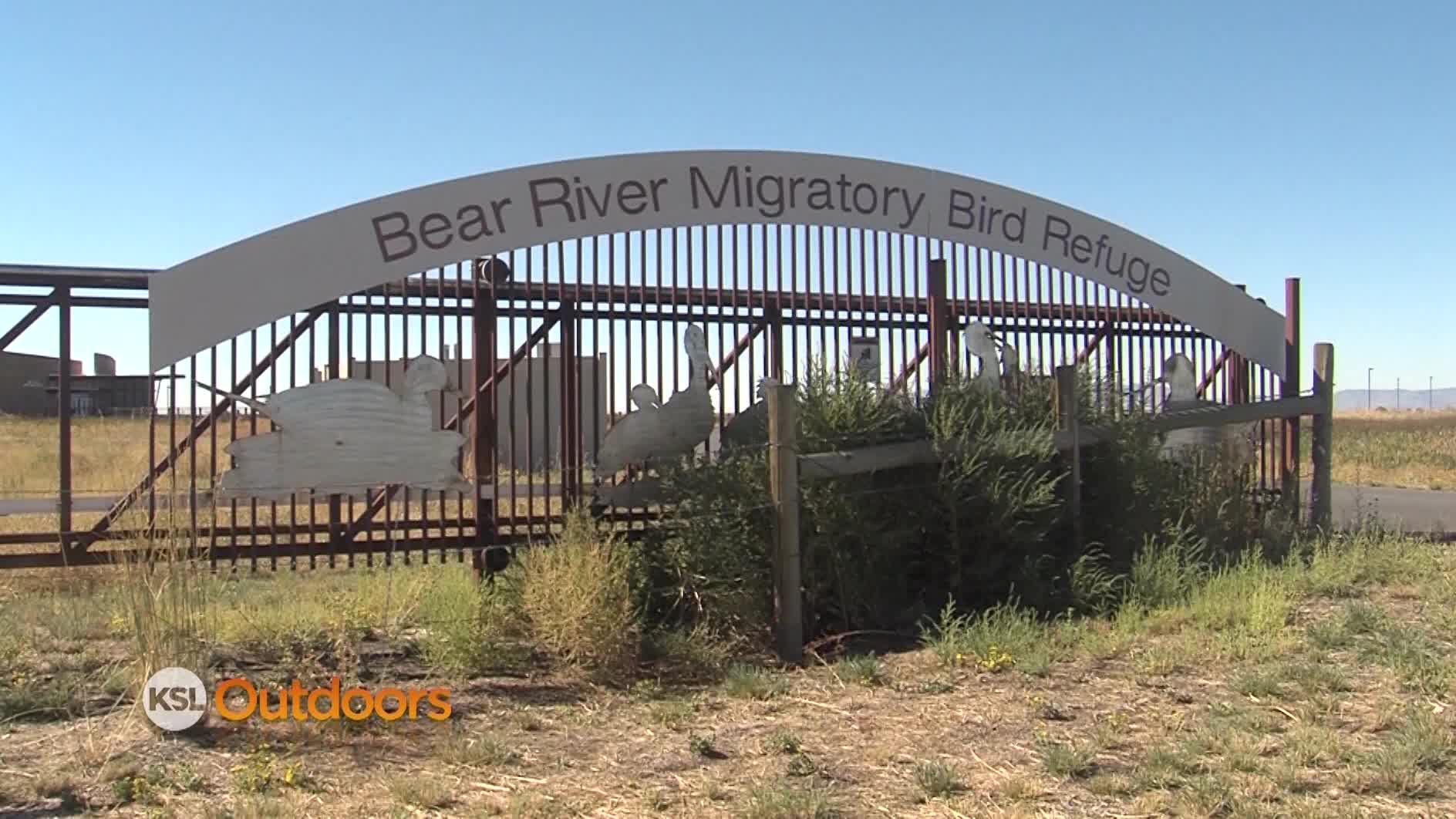 Utah Field Guide: Bear River Migratory Bird Refuge