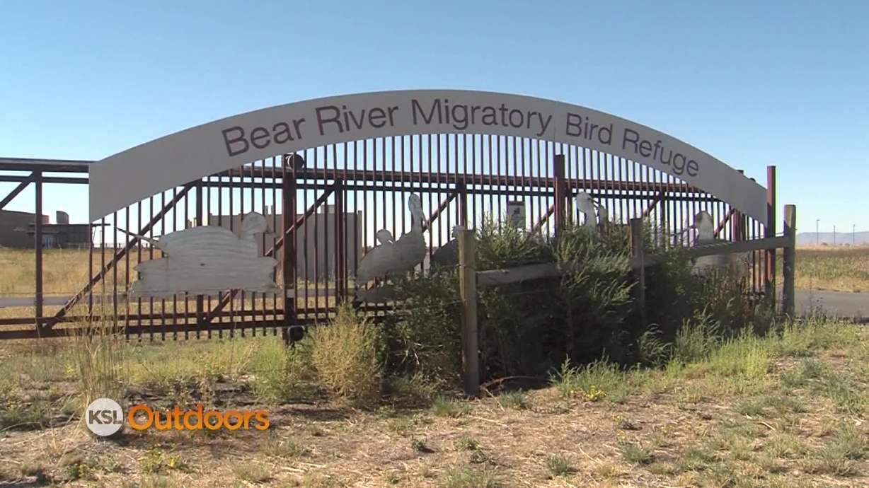 Utah Field Guide: Bear River Migratory Bird Refuge