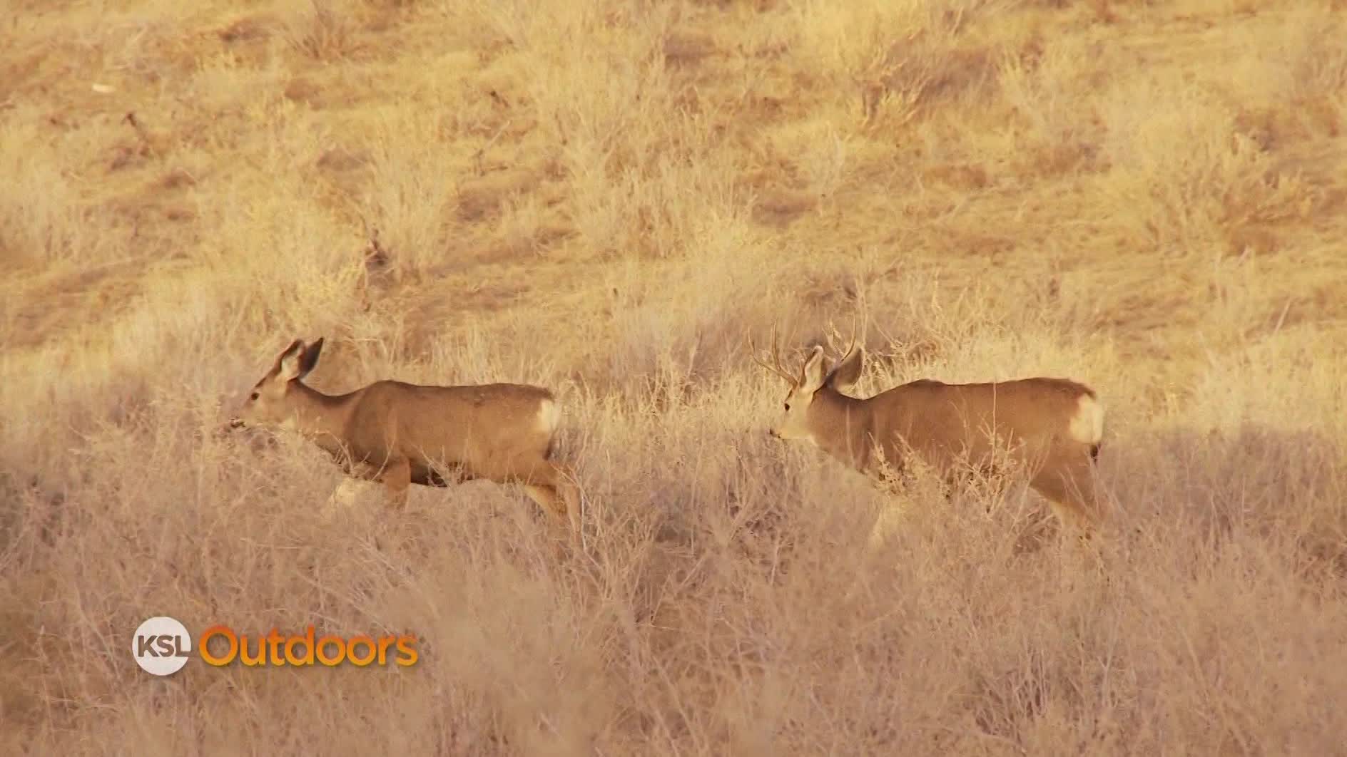 Utah Field Guide: Mule deer rut
