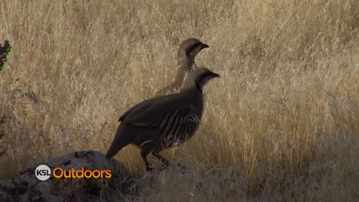 Utah Field Guide: Chukar Partridge