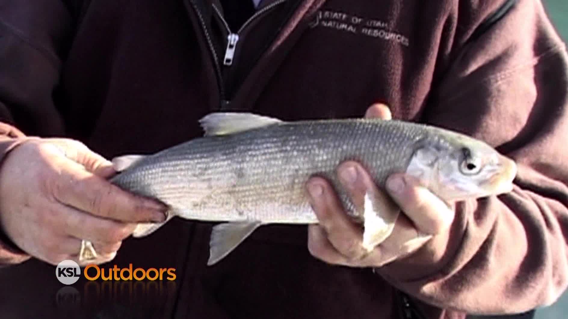 Utah Field Guide: Bonneville Whitefish