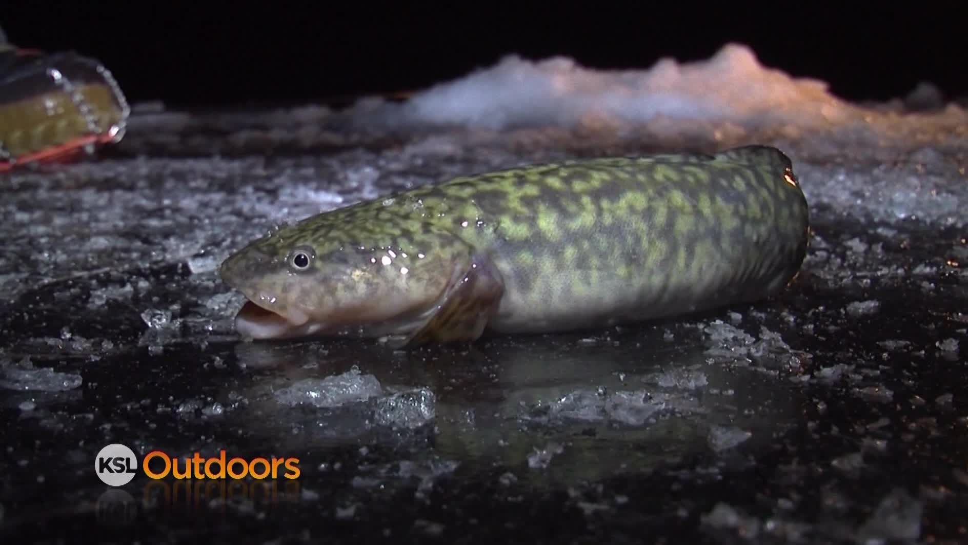 Utah Field Guide: Burbot Bash