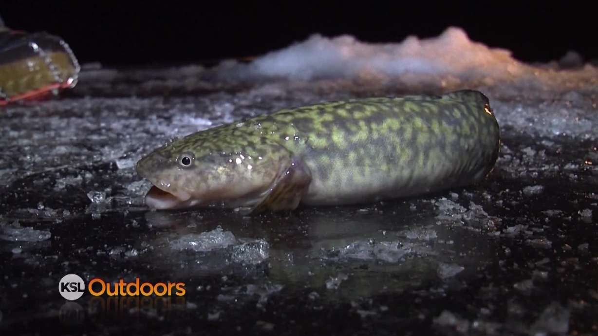 Utah Field Guide: Burbot Bash