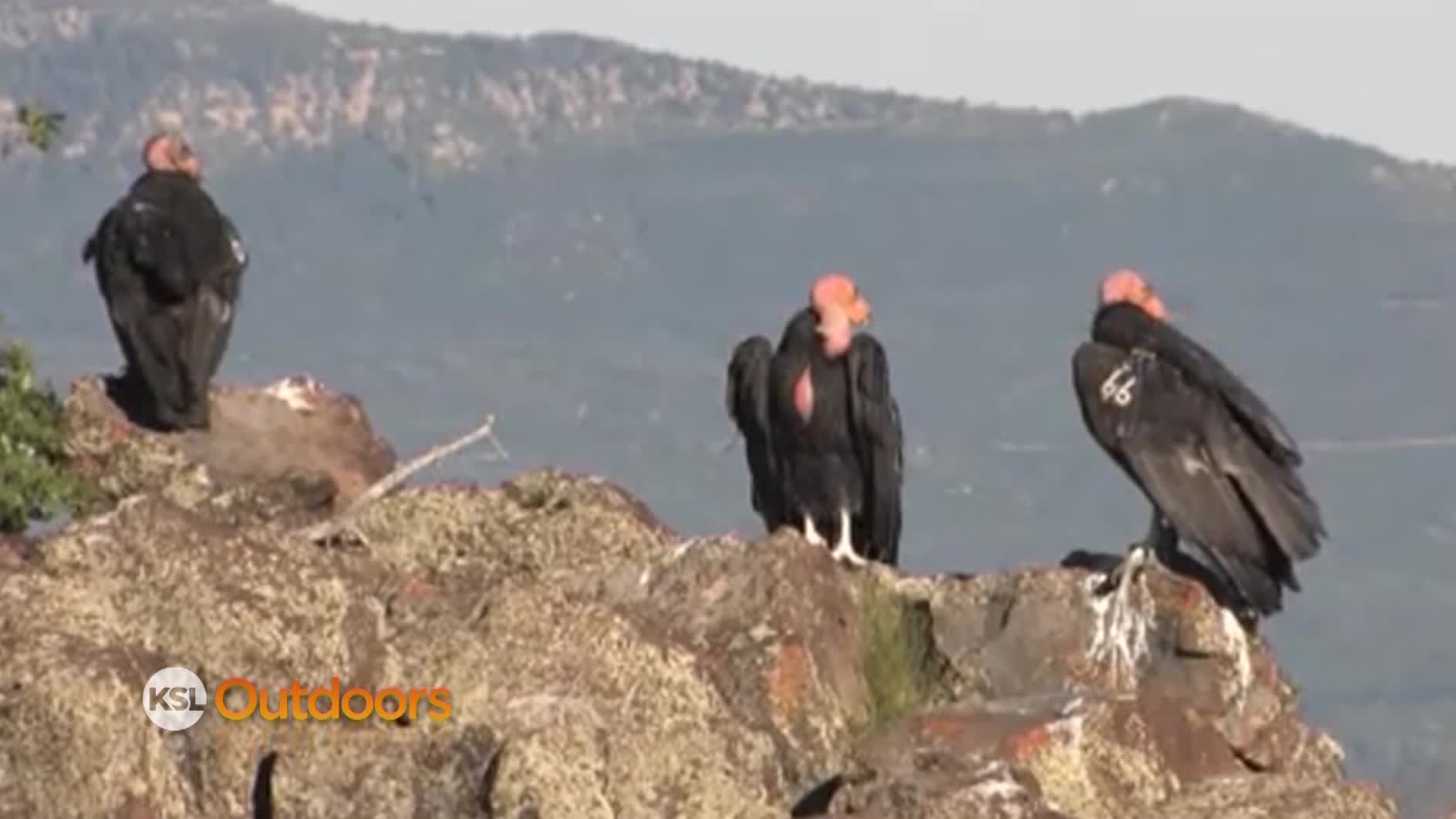 Utah Field Guide: California Condor
