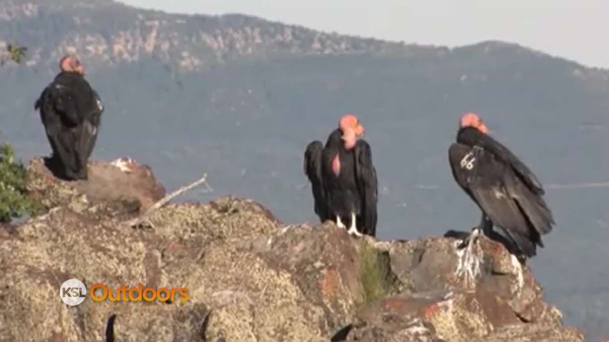 Utah Field Guide: California Condor