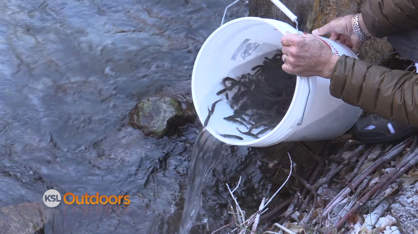 Utah Field Guide: Mill Creek Native Fish Restoration