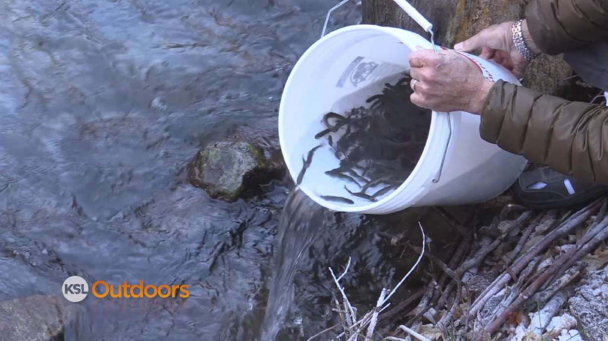 Utah Field Guide: Mill Creek Native Fish Restoration
