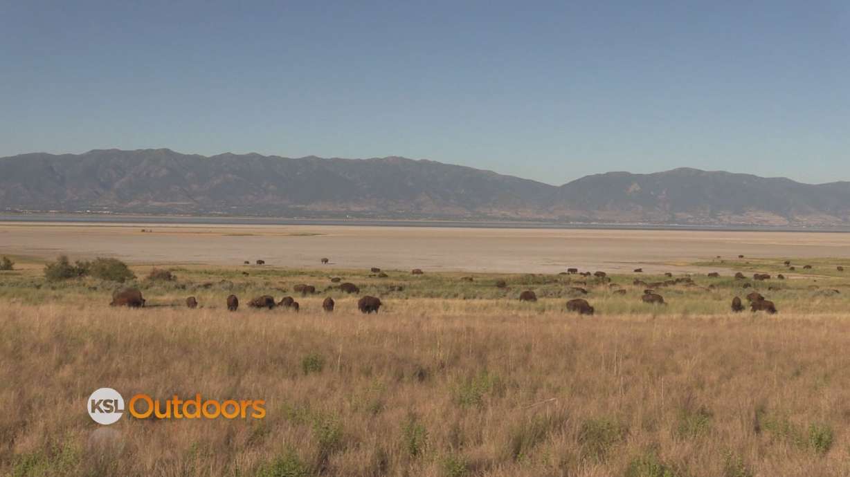 Utah Field Guide: Bison