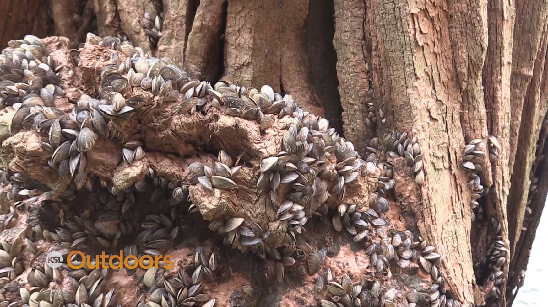 Utah Field Guide: New Quagga Mussel Restrictions at Lake Powell