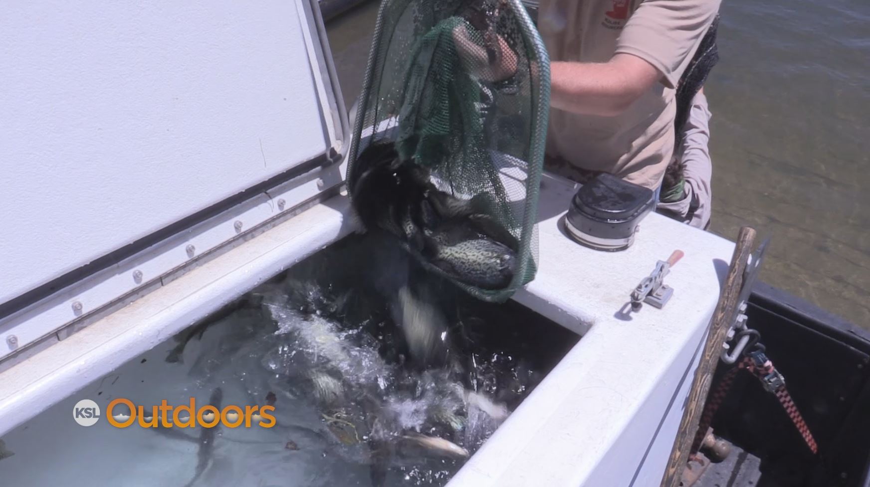Utah Field Guide: Crappie Transplant
