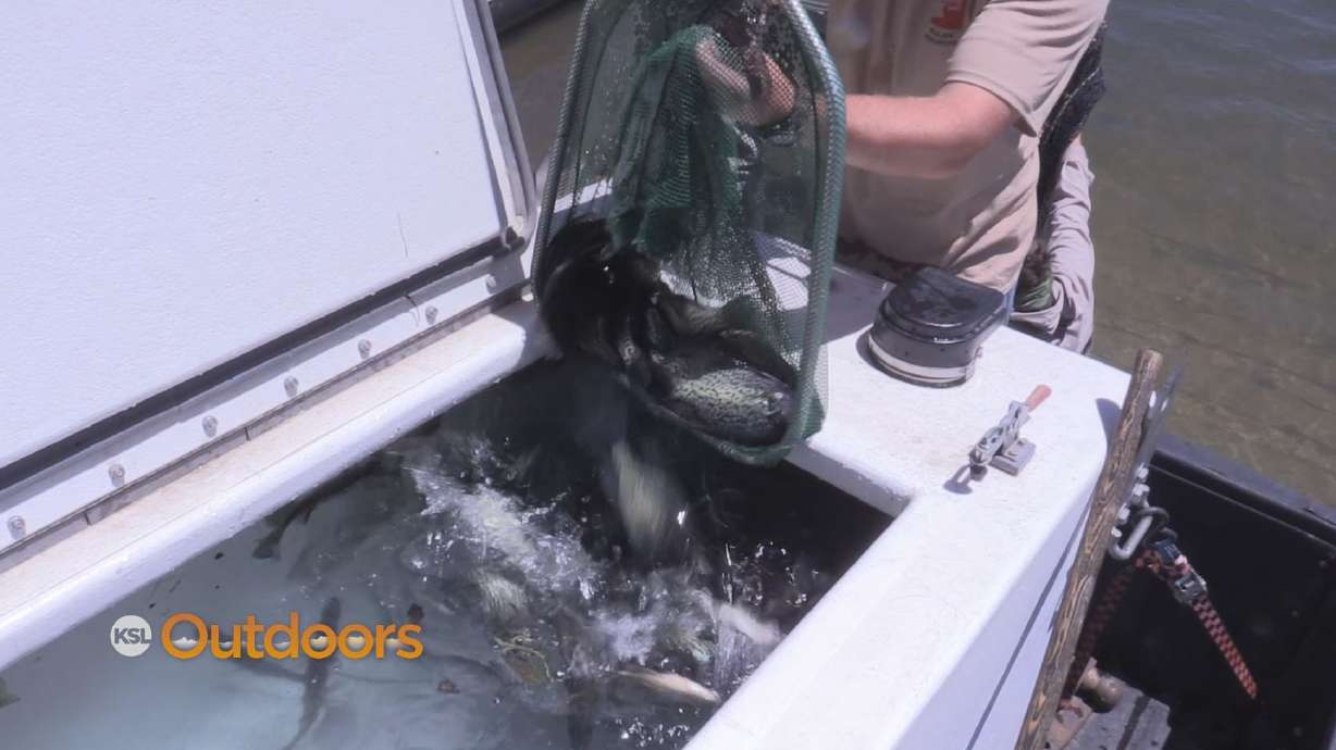 Utah Field Guide: Crappie Transplant