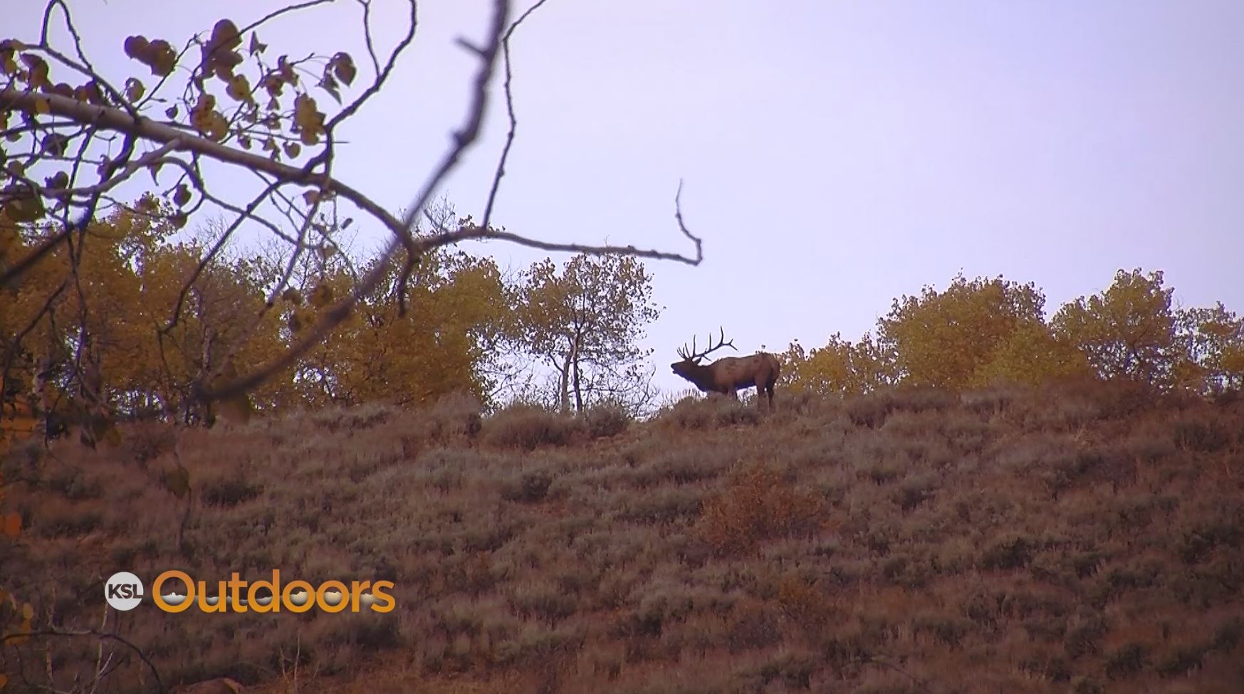 Utah Field Guide: Utah's CWMU Program