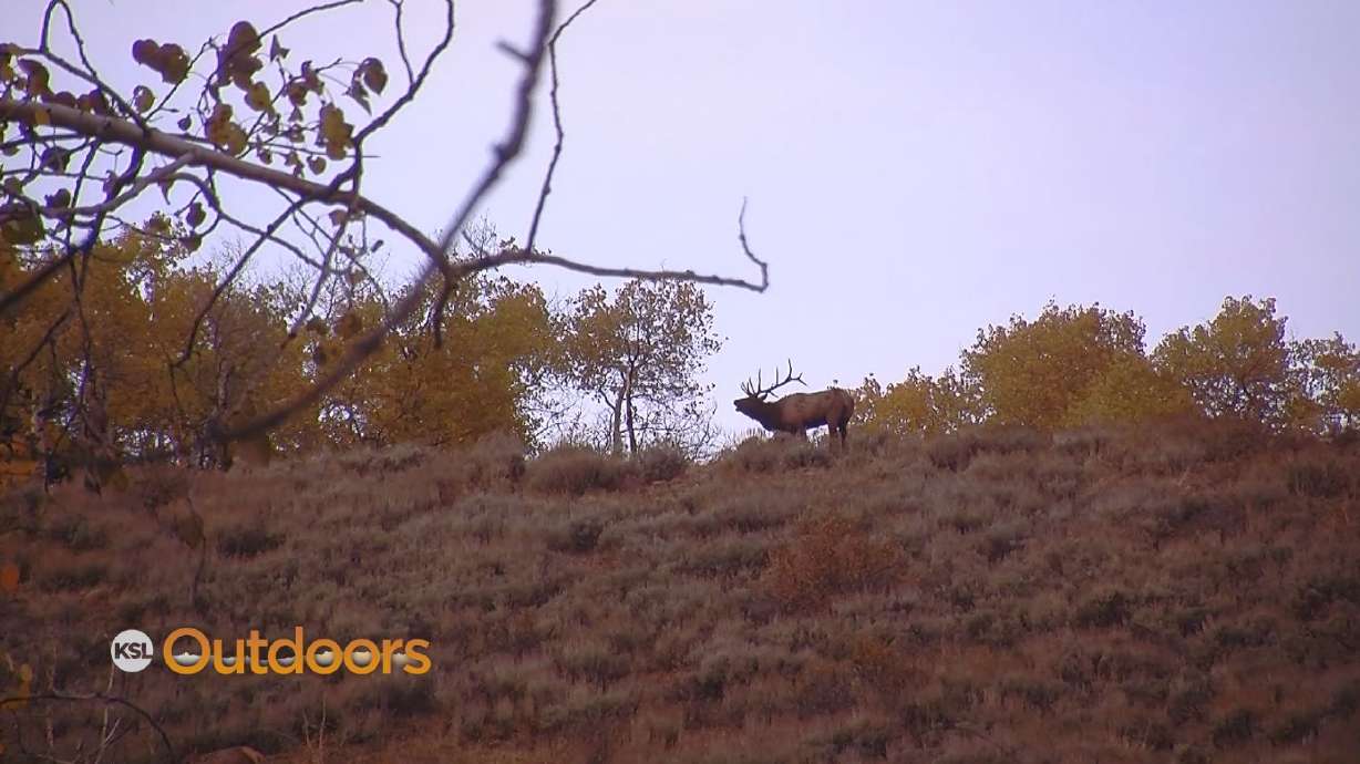 Utah Field Guide: Utah's CWMU Program