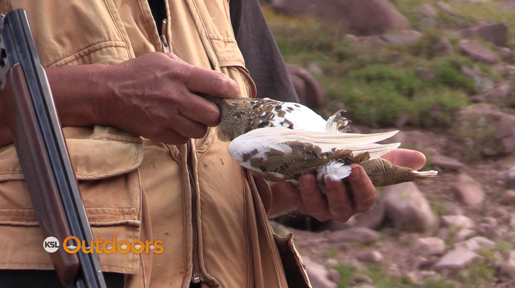 Utah Field Guide: White-Tailed Ptarmigan