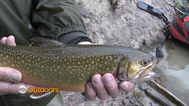 Boulder Mountain Brook Trout
