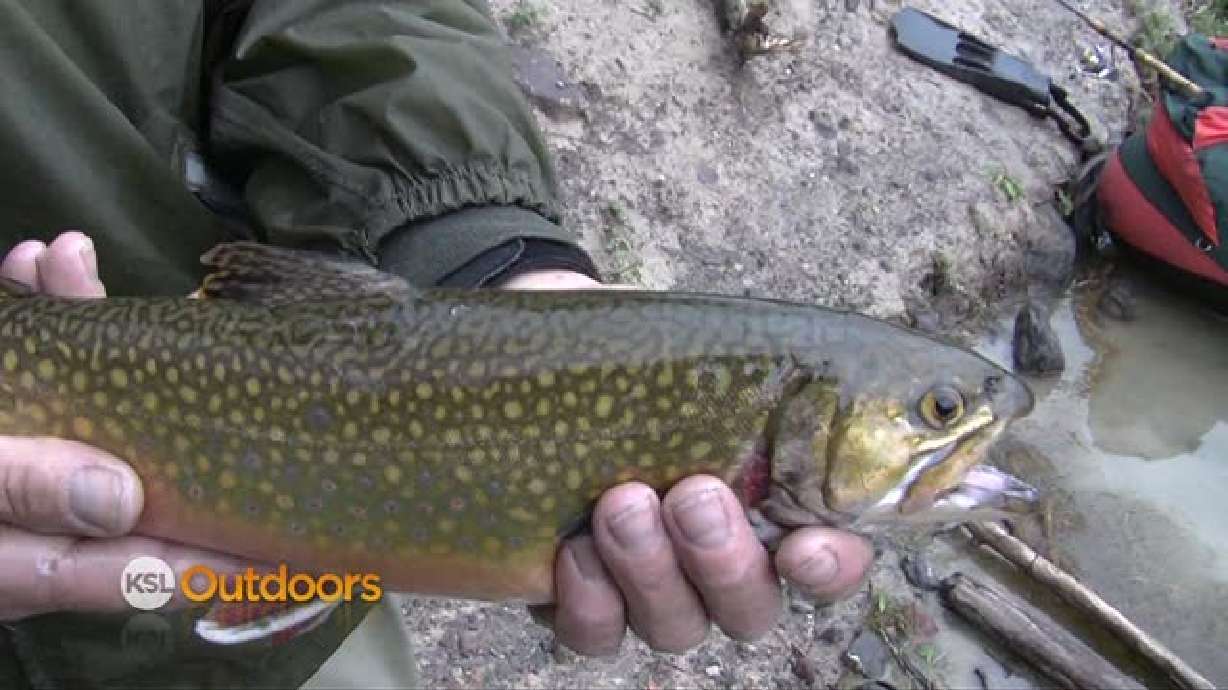 Boulder Mountain Brook Trout