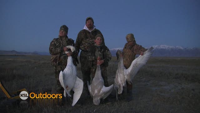 Utah Duck and Swan Hunt