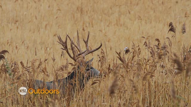 Deer Hunt on Antelope Island