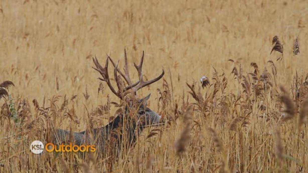 Deer Hunt on Antelope Island