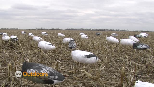 South Dakota Snow Geese Hunt