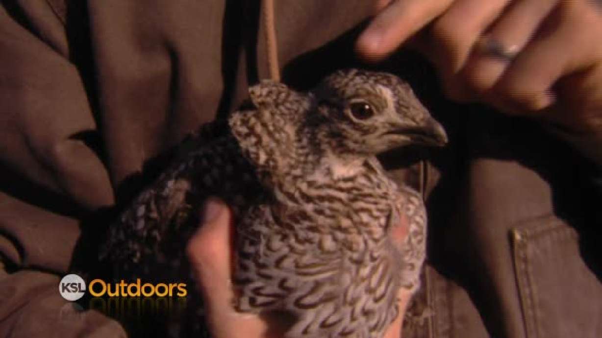 Sharp-tailed Grouse