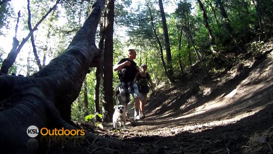 Hike of the month: Bowman Trail