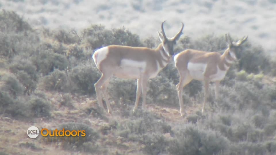KSL Outdoors: The 411 on hunting pronghorn
