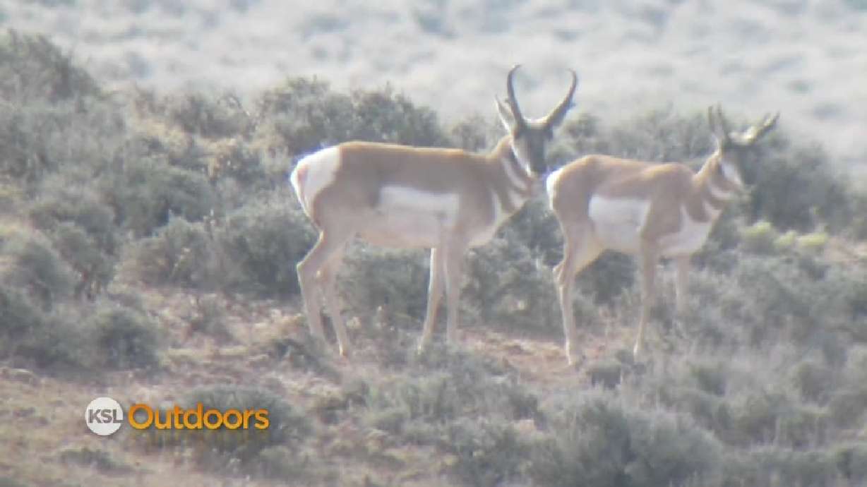 KSL Outdoors: The 411 on hunting pronghorn