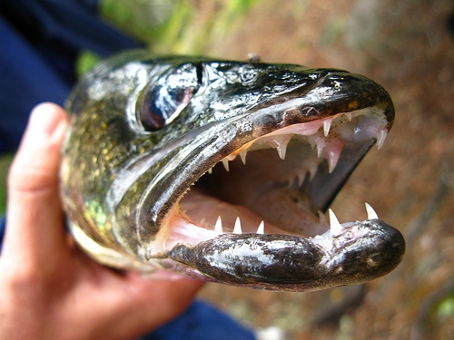 Are fish getting more aggressive because of prescription drugs?
