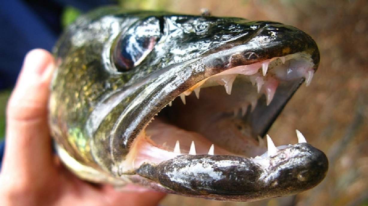 Are fish getting more aggressive because of prescription drugs?