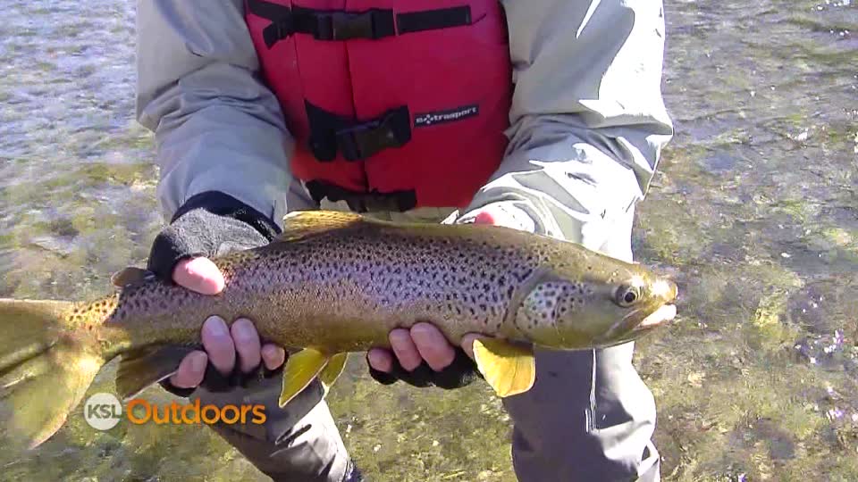 Best Black Friday deal? Monster rainbows and brown trout on Green River
