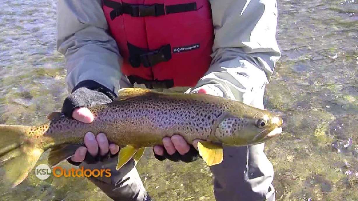 Best Black Friday deal? Monster rainbows and brown trout on Green River