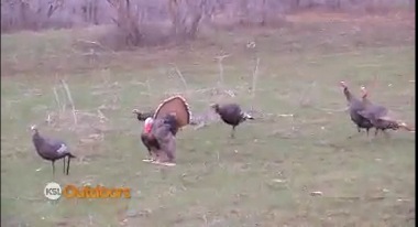 KSL Outdoors:Turkey Hunting with Kings Camo
