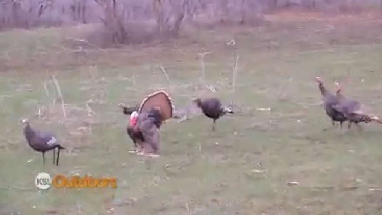 KSL Outdoors:Turkey Hunting with Kings Camo