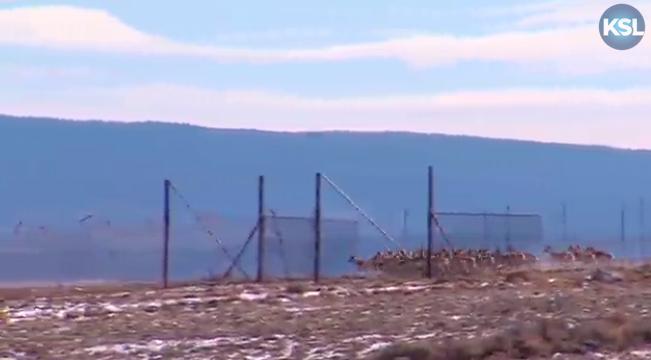 KSL Outdoors: Antelope Capture