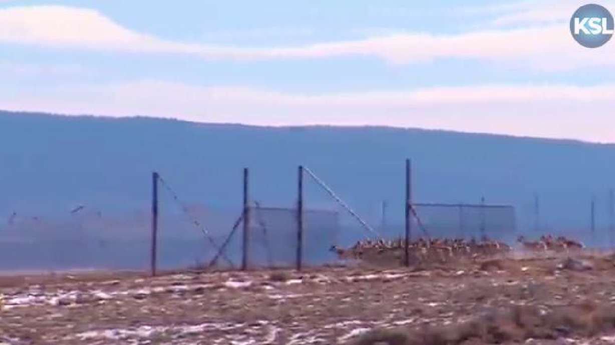 KSL Outdoors: Antelope Capture