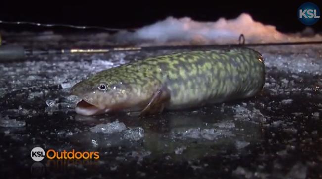 KSL Outdoors: Burbot Bash