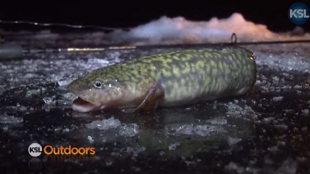 KSL Outdoors: Burbot Bash