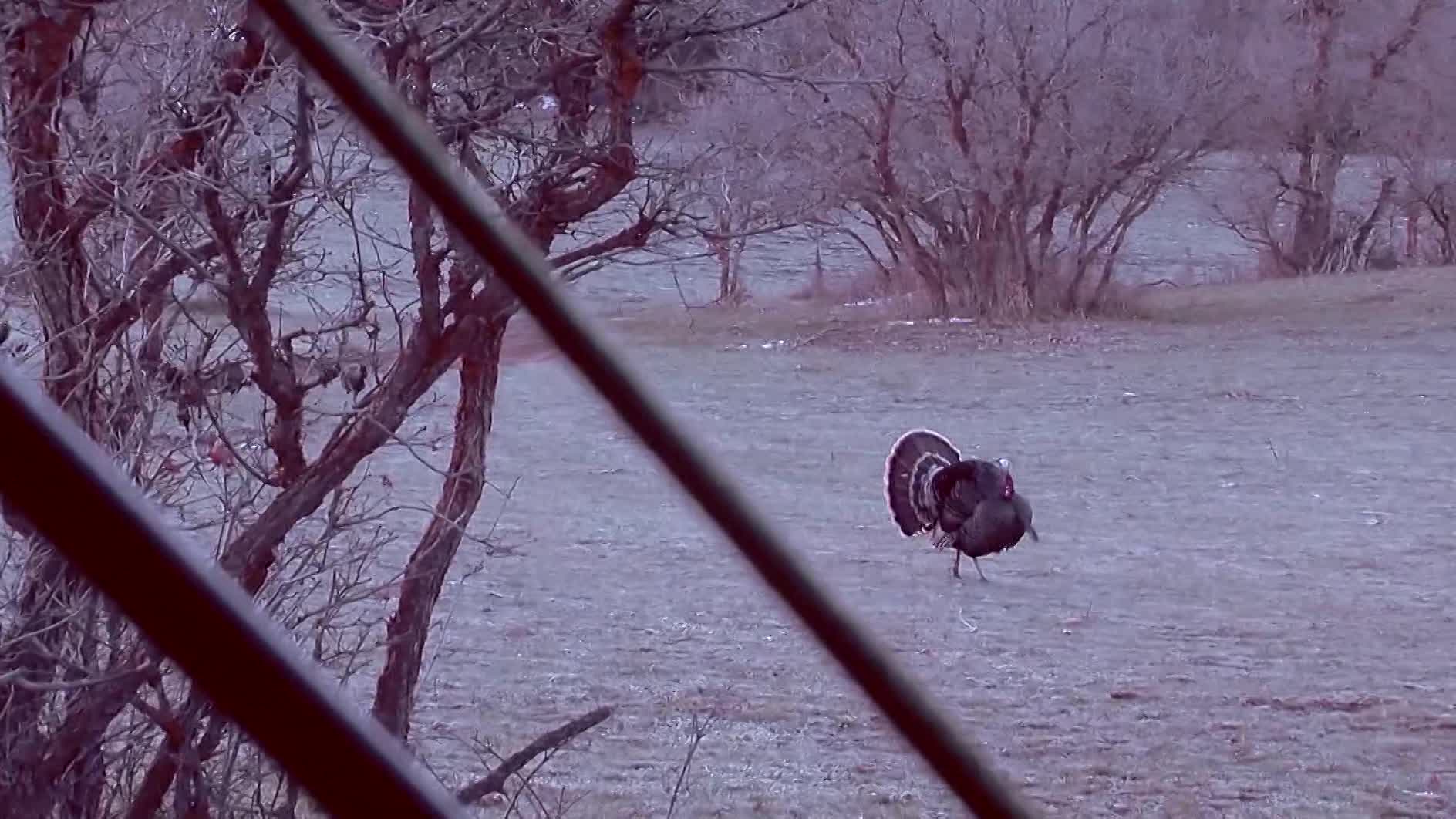 KSL Outdoors: Austin's Turkey Hunt