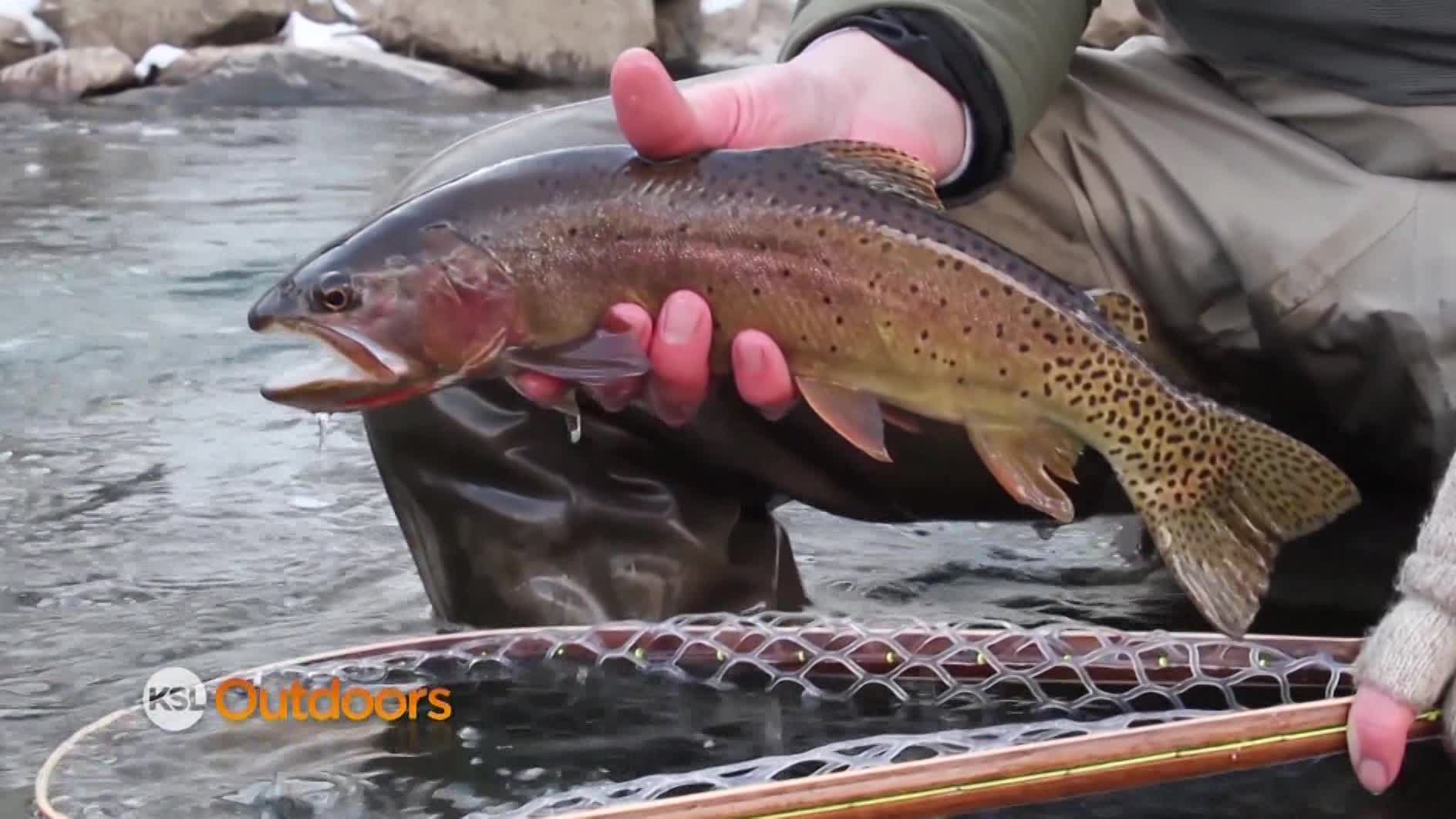 KSL Outdoors: Strawberry Kokanee