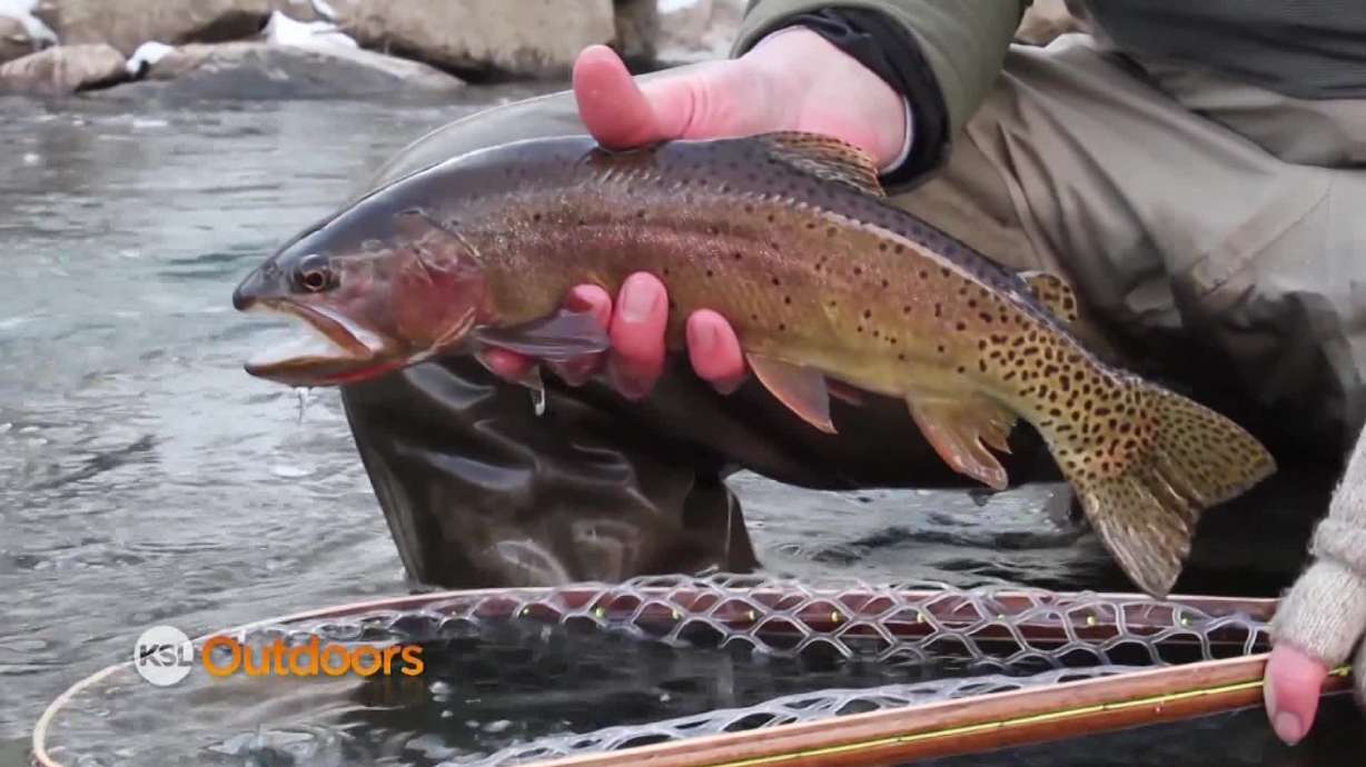 KSL Outdoors: Strawberry Kokanee