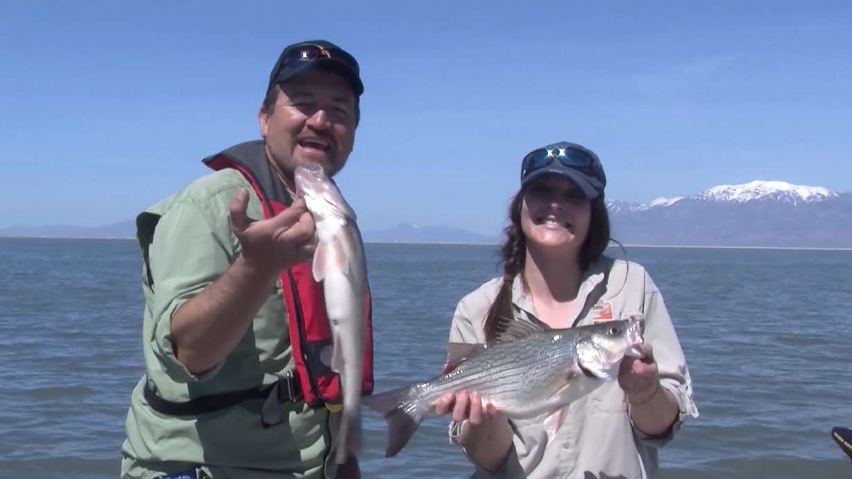 Willard Bay wipers, walleye and crappie