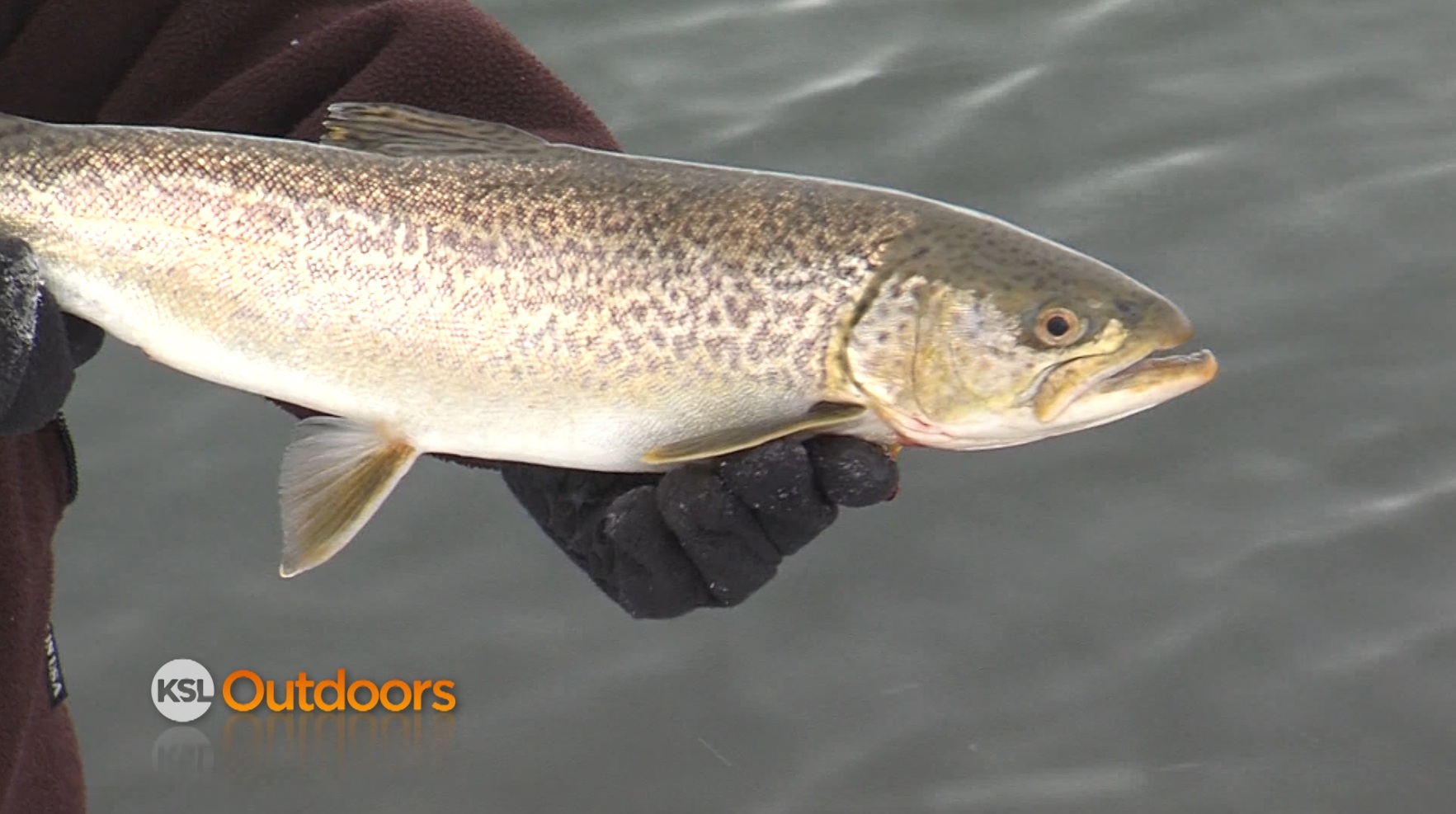Birch Creek Fishing for Rainbows and Tiger Trout