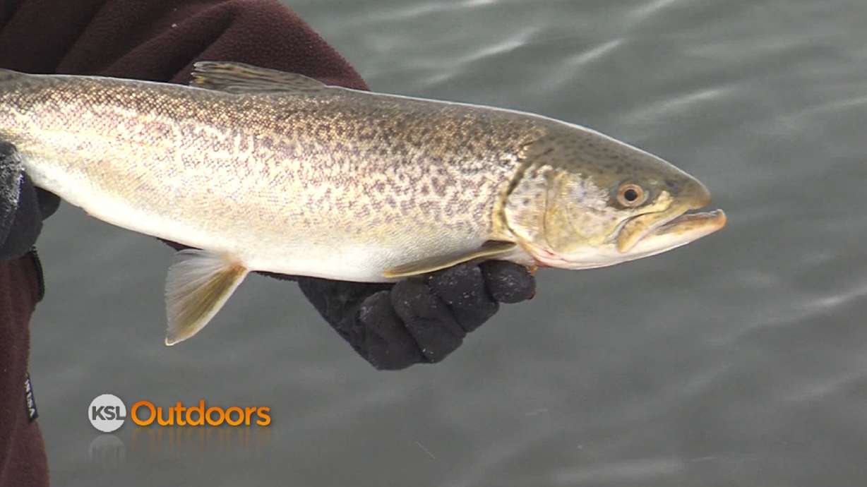 Birch Creek Fishing for Rainbows and Tiger Trout