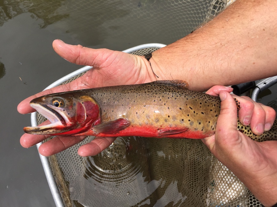 Utah Cutthroat Slam: Colorado River Cutthroat on Boulder Mountain