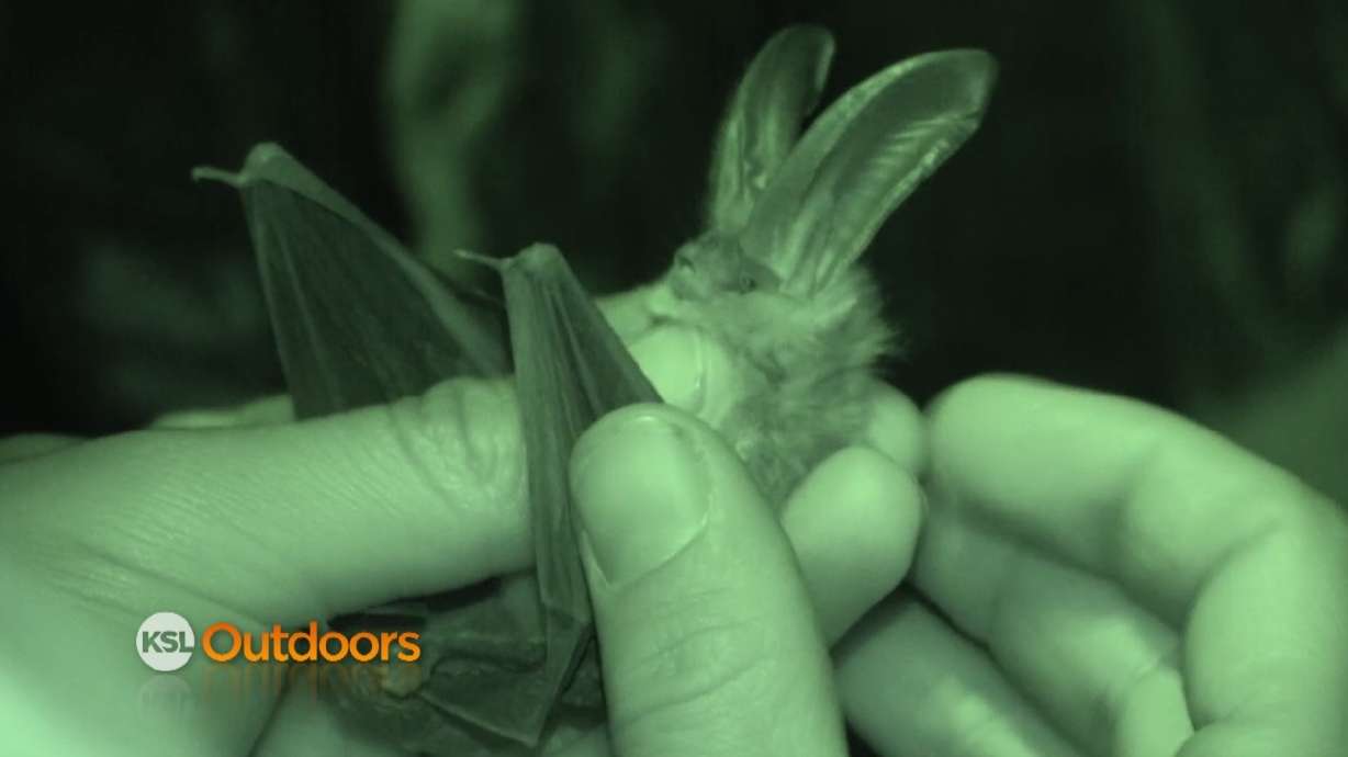 Division of Wildlife Resources Projects around Utah