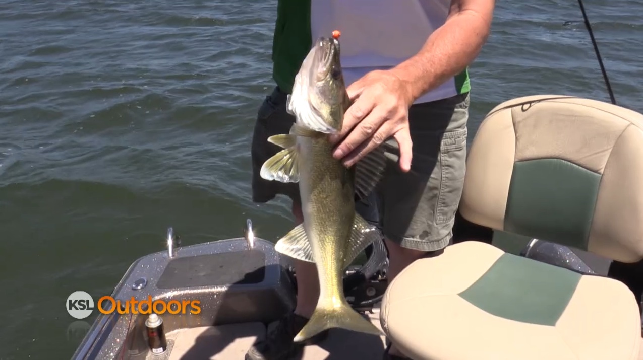 Catching Walleye at Deer Creek and Trapping Short Eared Owls